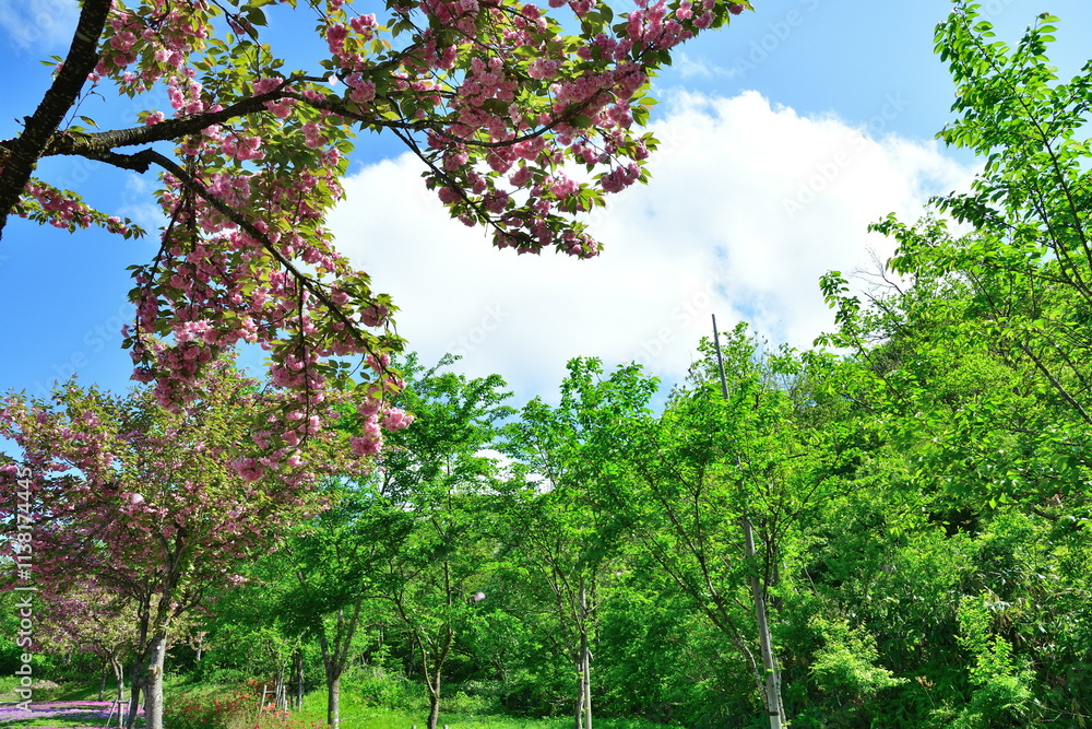 Fototapeta premium 根小屋 花と緑と雪の里 八重桜（新潟県）