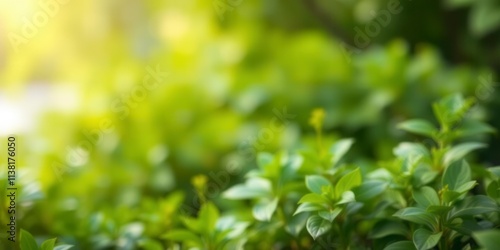 Abstract blur background of water and plants in a natural setting, serene, soft focus, tranquility