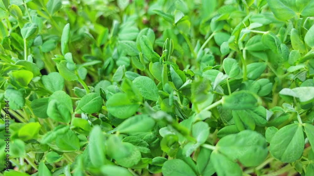 Pea Sprouts Pea Sprouts