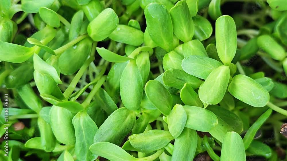 Sunflower sprouts