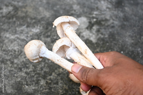 Termitomyces schimperi mushroom. It  is a large mushroom associated with the termite species Macrotermes michaelseni. It contains lots of vitamins. It increases the immunity of our body. photo