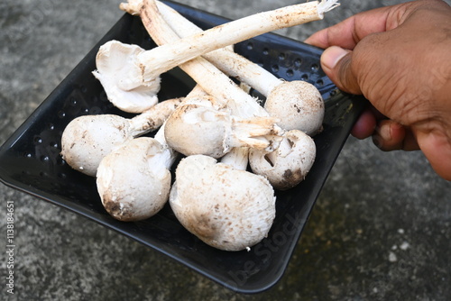 Termitomyces schimperi mushroom. It  is a large mushroom associated with the termite species Macrotermes michaelseni. It contains lots of vitamins. It increases the immunity of our body. photo