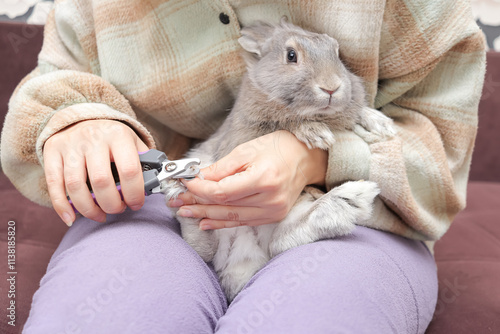 A cute gray rabbit sits calm in the hands of its owner while its long claws are being trimmed. A special claw clipper for trimming pets' nails. photo