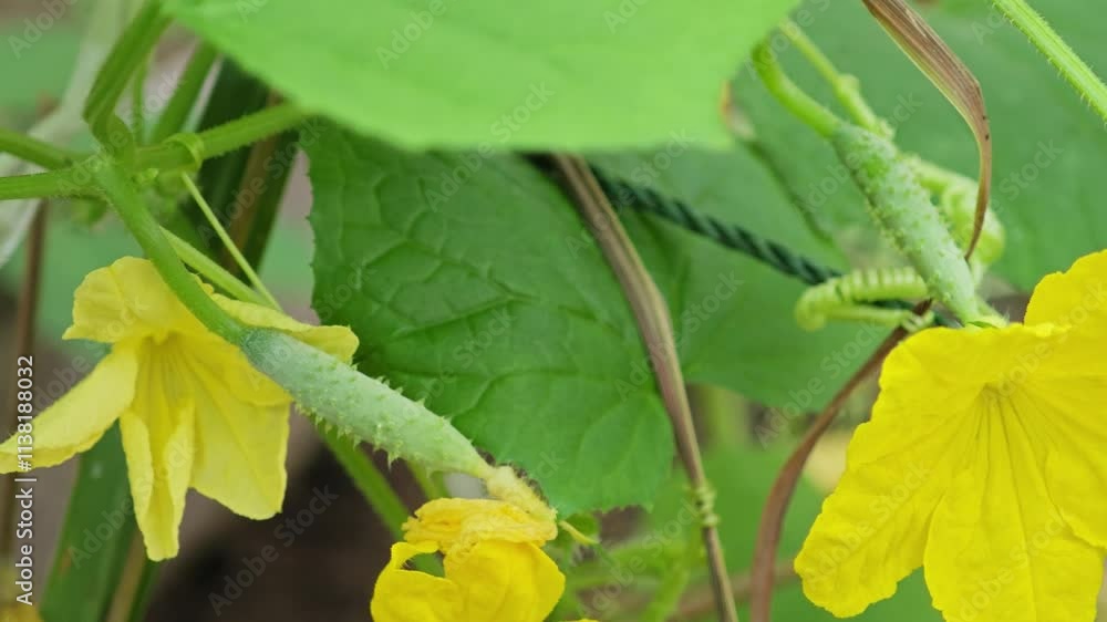 Young cucumber Young cucumber