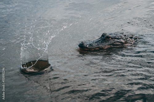 Crocodile in the water