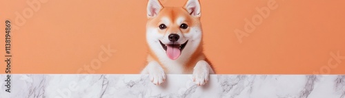 Cheerful Shiba Inu dog peeking over a marble countertop with a vibrant orange background.