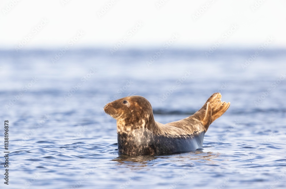 Fototapeta premium Seal Floating in Ocean Waters