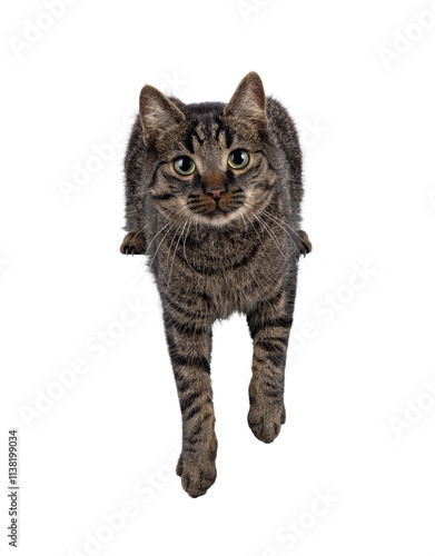 Handsome house cat with tabby pattern, laying down with paws hanging over edge. Looking straight to camera. Isolated cutout on a transparent background. photo