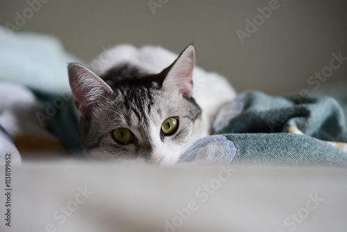 portrait of a cat