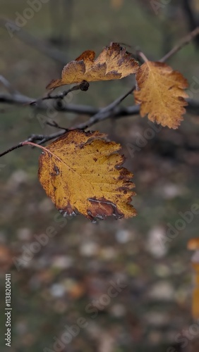 autumn leaves on the ground