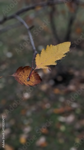 butterfly on leaf
