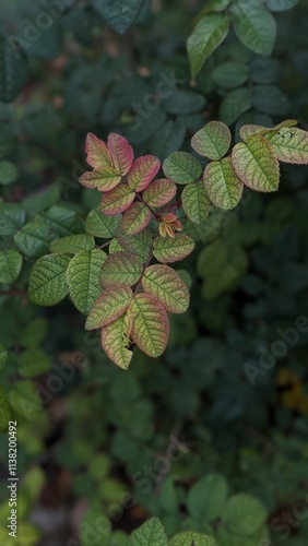leaves in the pond