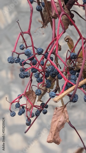 autumn berries  on the ground