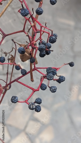 autumn berries  on the ground