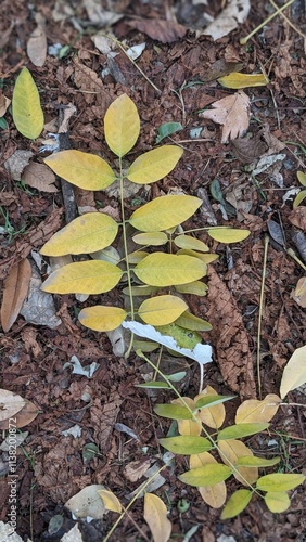 autumn leaves in the park