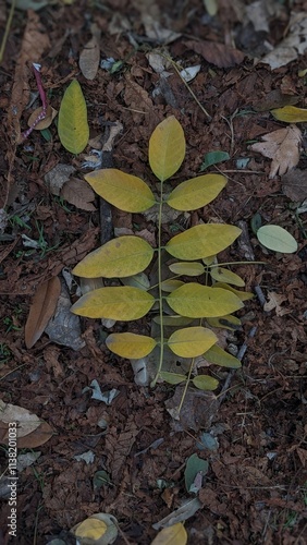 autumn leaves on the ground