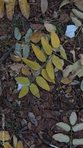 autumn leaves on the ground
