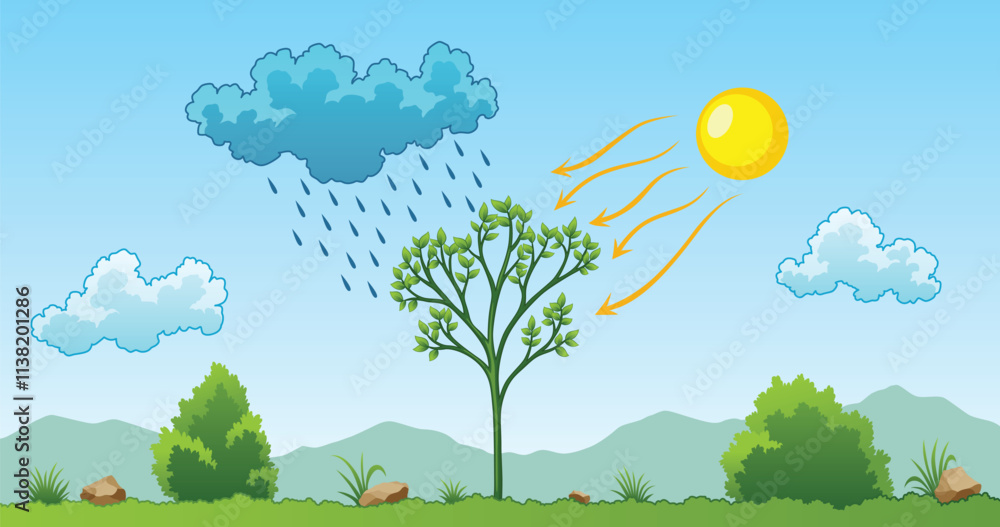 Photosynthesis process. Tree produce oxygen using rain and sun. Process of photosynthesis in plant. Colorful image for education in flat style