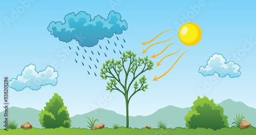 Obraz na płótnie Photosynthesis process. Tree produce oxygen using rain and sun. Process of photosynthesis in plant. Colorful image for education in flat style w salonie