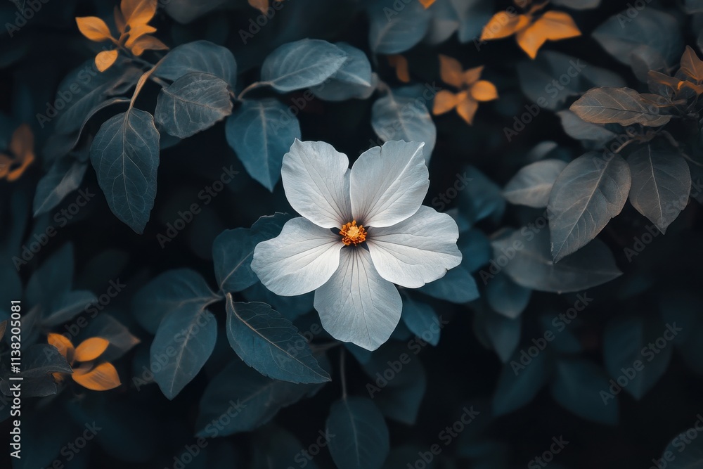 Single white flower blooming amongst dark green leaves. Single white flower blooming amongst dark green leaves.