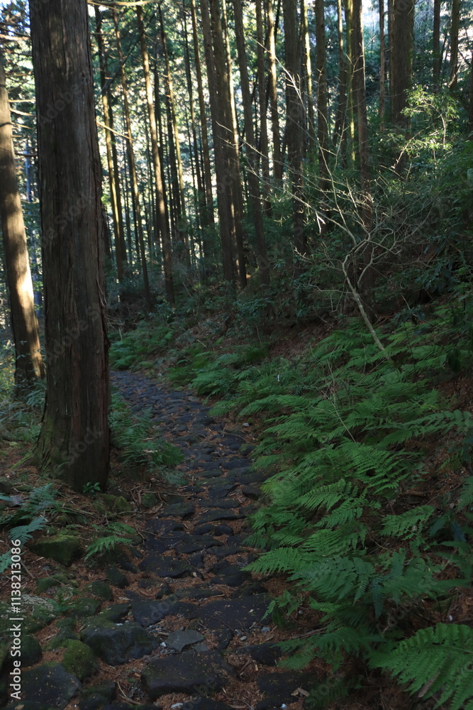 Fototapeta premium 【神奈川】江戸時代の姿を留める旧東海道の石畳_箱根峠