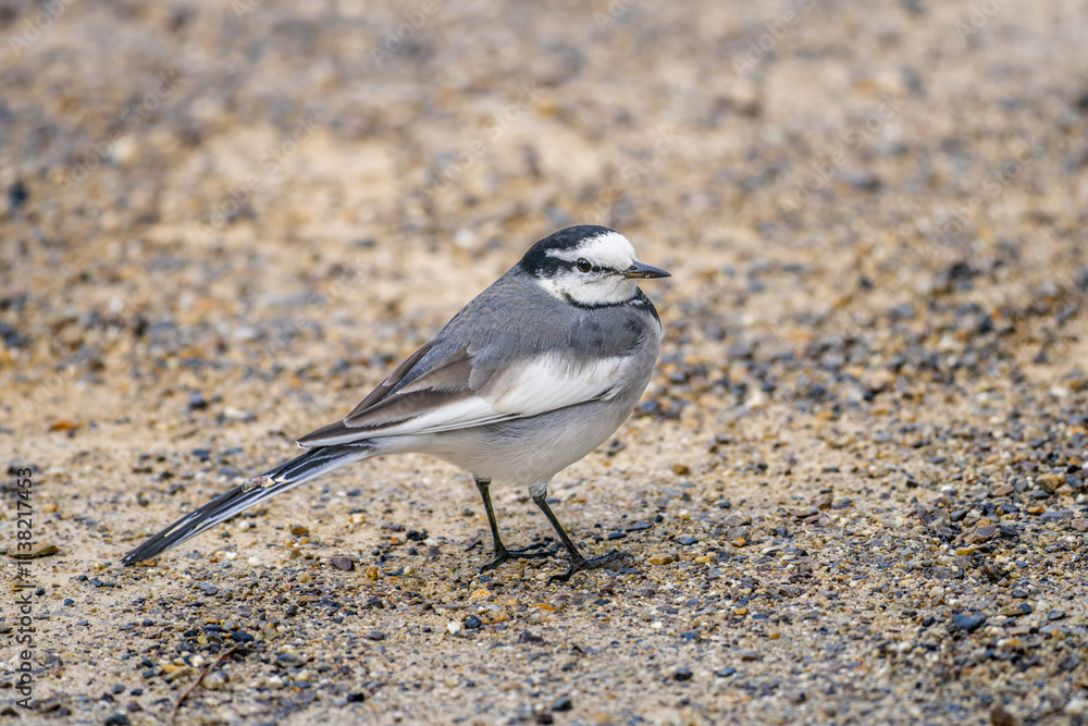 Obraz premium 地面を歩くハクセキレイ