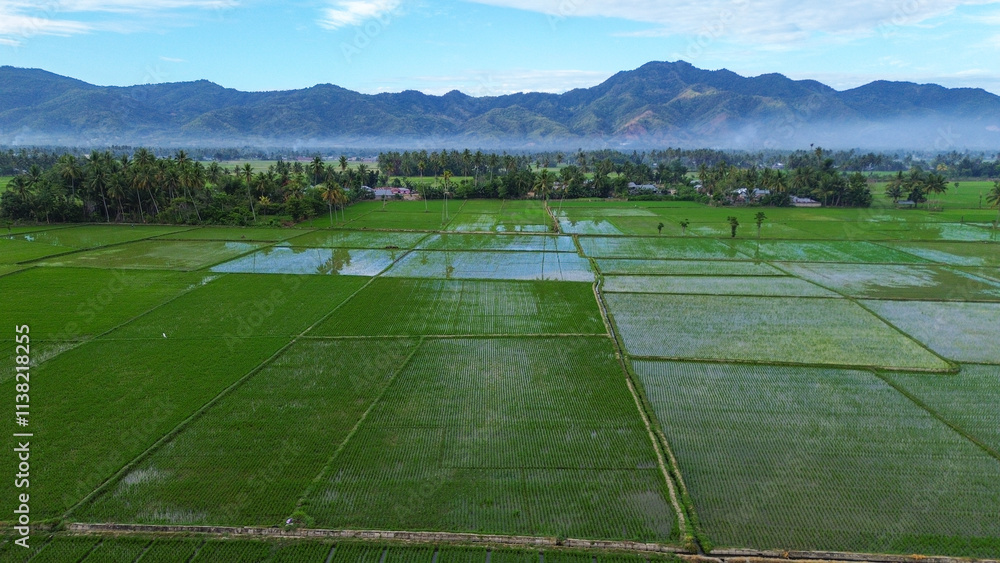 Aerial view of paddy field in Gorontalo, Indonesia. Aerial view of paddy field in Gorontalo, Indonesia.