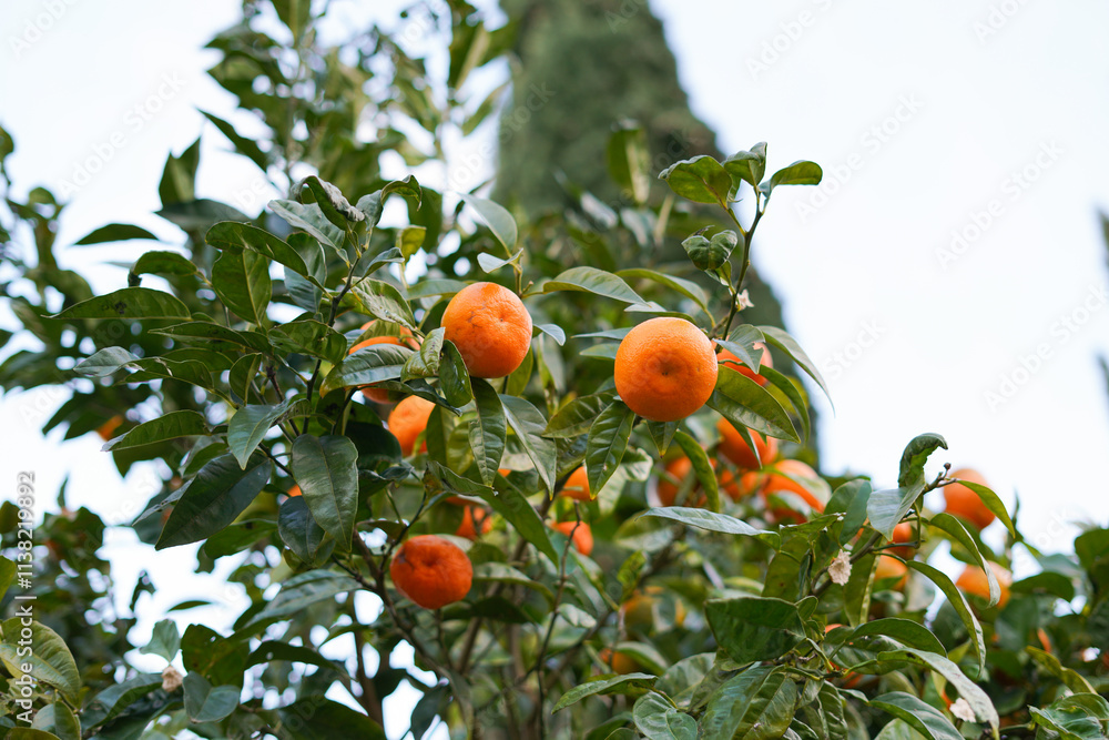 Tangerine tree, tropical gardering