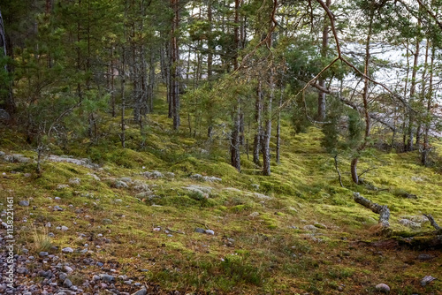 Moss and lichen grow on rocks and stones in the forest. Photo