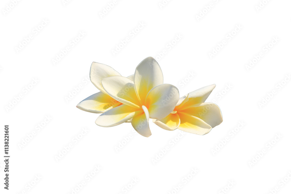 Naklejka premium Colorful flowers isolated on white background with clipping path.