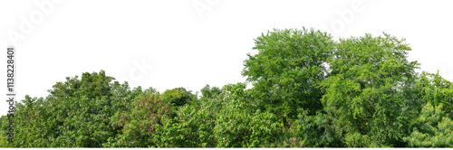 Forest and foliage in summer isolated on transparent background with cut path and alpha channel, high resolution.