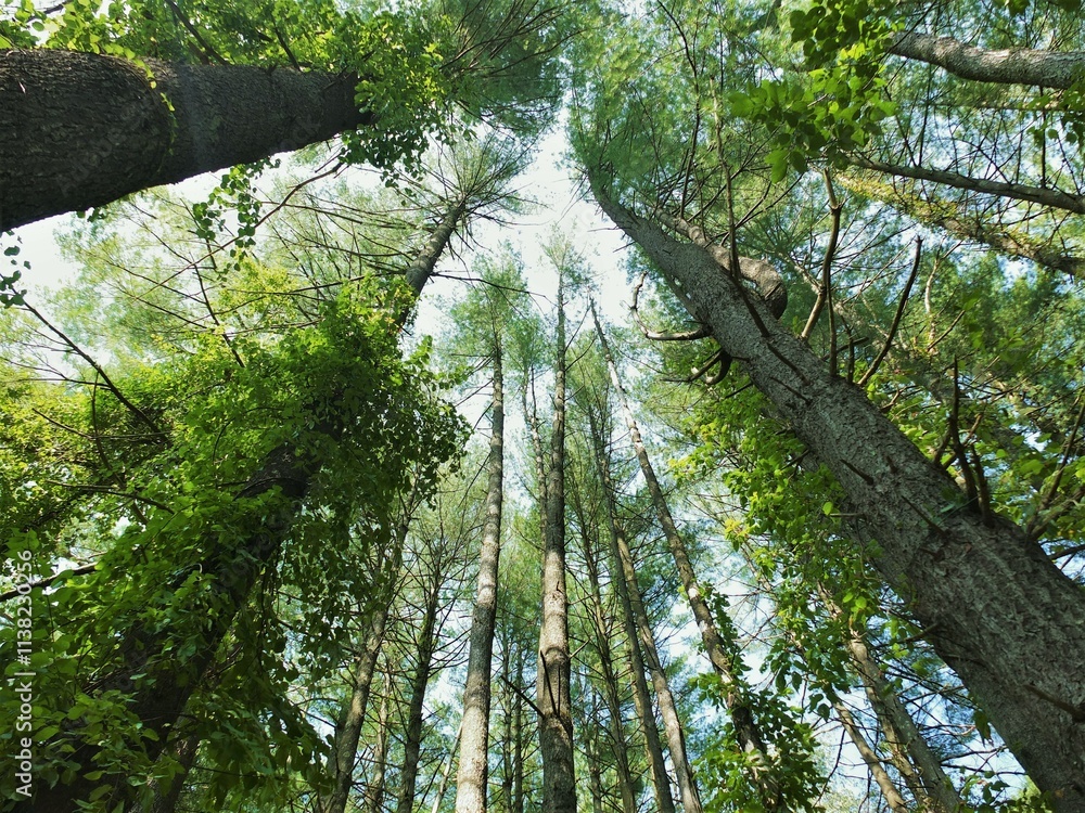 Fototapeta premium trees in the forest