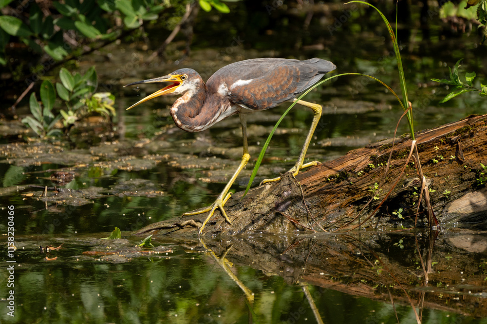 A tricolored heron standing on a tree hunting for fish A tricolored heron standing on a tree hunting for fish