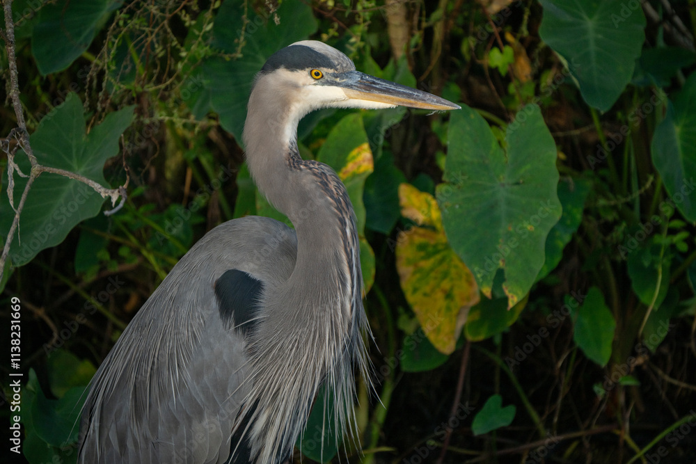 Fototapeta premium Great Blue Heron standing in water 