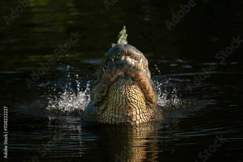 Photography an american alligator bellowing with water splashing