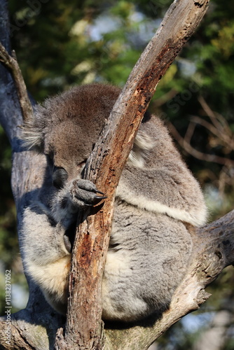 Sleeping koala on a tree at the Koala Reserve, Phillip Island, near Melbourne in Victoria, Australia. photo