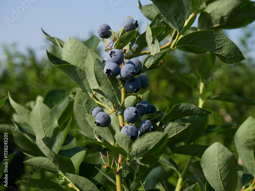 Closeup of Duke variety blueberry bushes loaded with large ripe blueberries on a u-pick farm on a sunny summer day, nutritious organic fruit, part of heathy lifestyle and diet