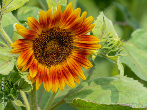 Close-up of an unopened sunflower -helianthus annuus- with its yellow ray floret petals closed over the flower disk in a sunflower field on a sunny day- big photo