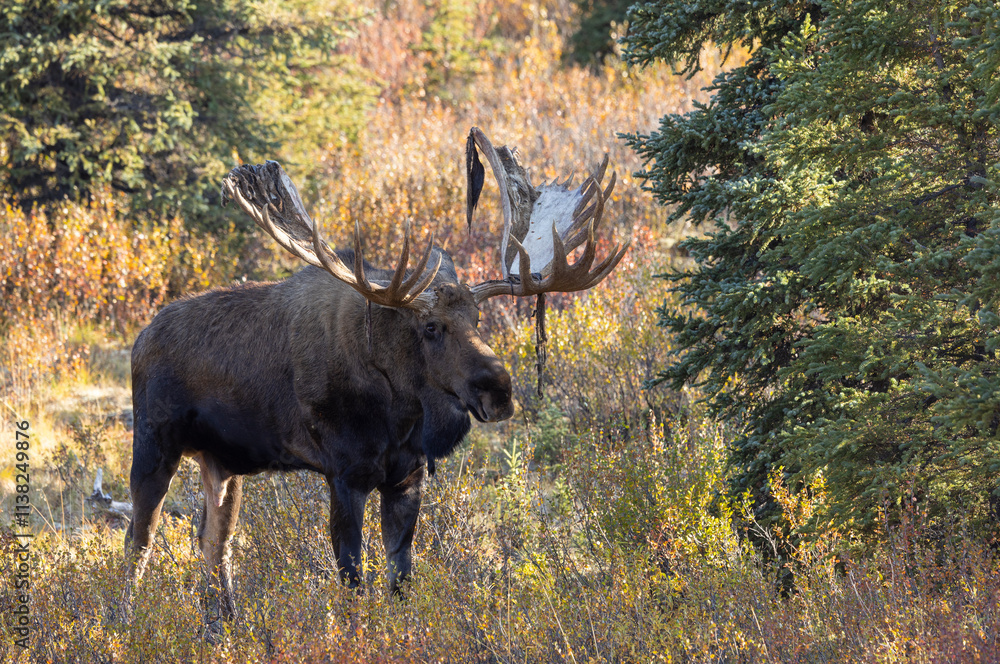 Alaska Yukon Bull Moose in Autumn in Denali National Park Aalska Alaska Yukon Bull Moose in Autumn in Denali National Park Aalska