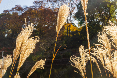 北の丸公園　秋 photo