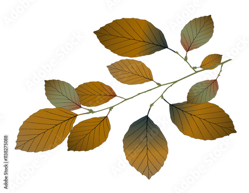 Vector beech branch on white background.  
