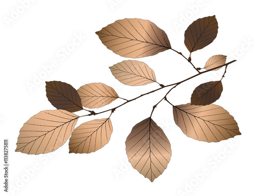 Vector beech branch on white background.  