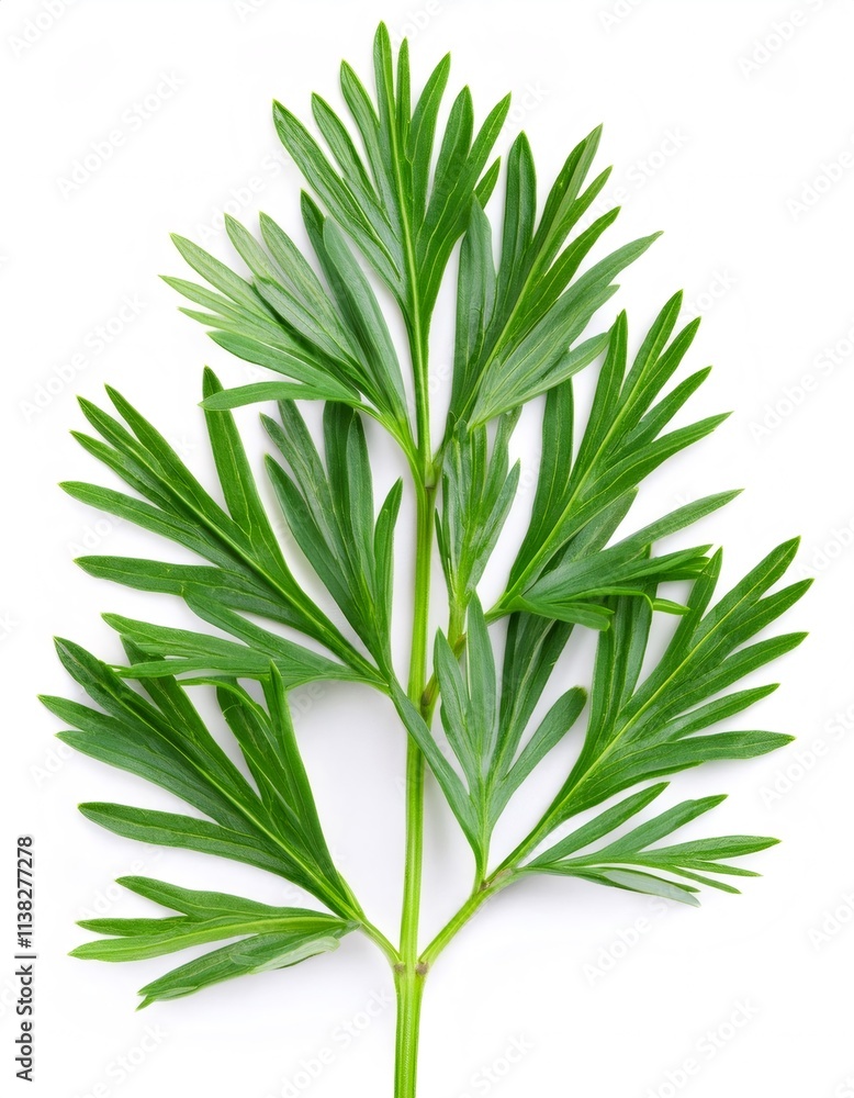 Close up studio shot of a vibrant ma huang branch with fresh green leaves against a clean white background Close up studio shot of a vibrant ma huang branch with fresh green leaves against a clean white background