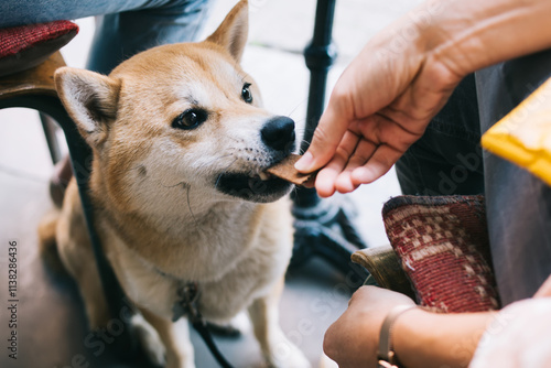 Cropped image of cute fluffy akita inu sitting under table in cafeteria eating his food during his owner lunch, well trained lovely japanese dog eating with his owner in pet friendly restaurant photo