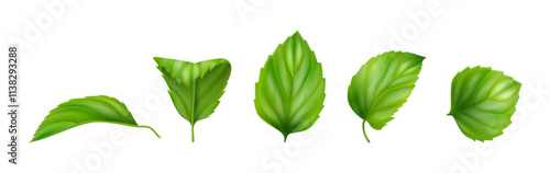 Fresh mint leaves, isolated natural organic foliages of Mentha herb. Vector distinct fragrance plant for culinary creations and beverages, realistic herbal infusions and medicinal purposes