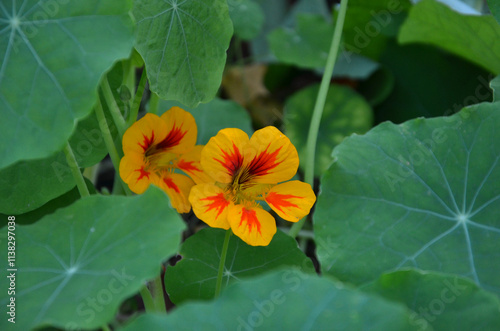 Apricot- red striped nasturtium flowers with green leaves blooming in autumn.Closeup photo outdoors.Gardening ,planting concept.Free copy space.