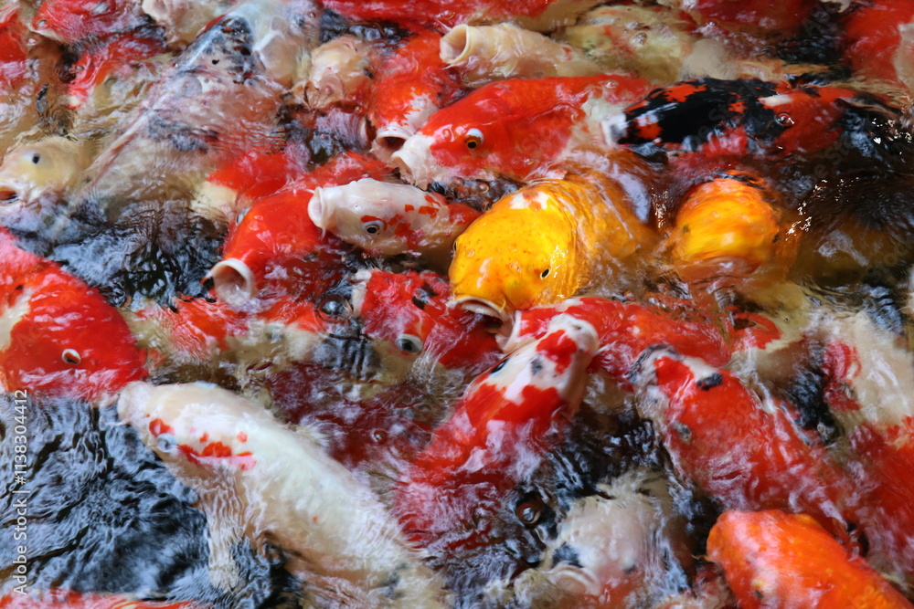 The koi in the large pond have beautiful colors. The koi in the large pond have beautiful colors.