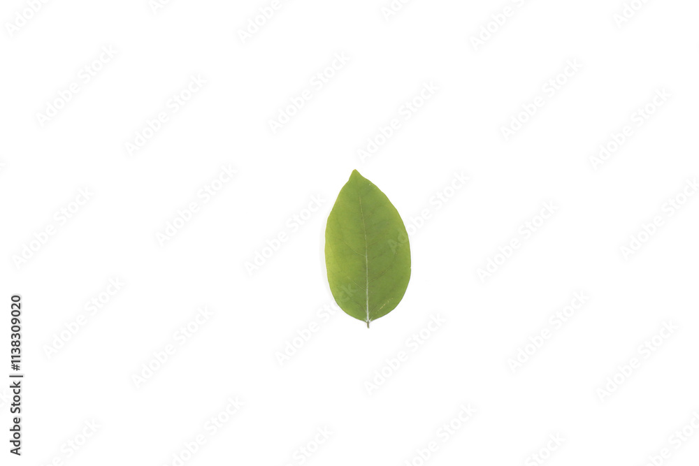 The leaves on the white background The leaves on the white background
