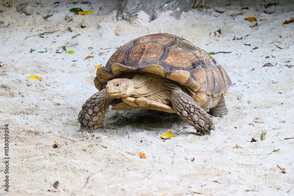 Fototapeta premium Big Turtles at the Zoo
