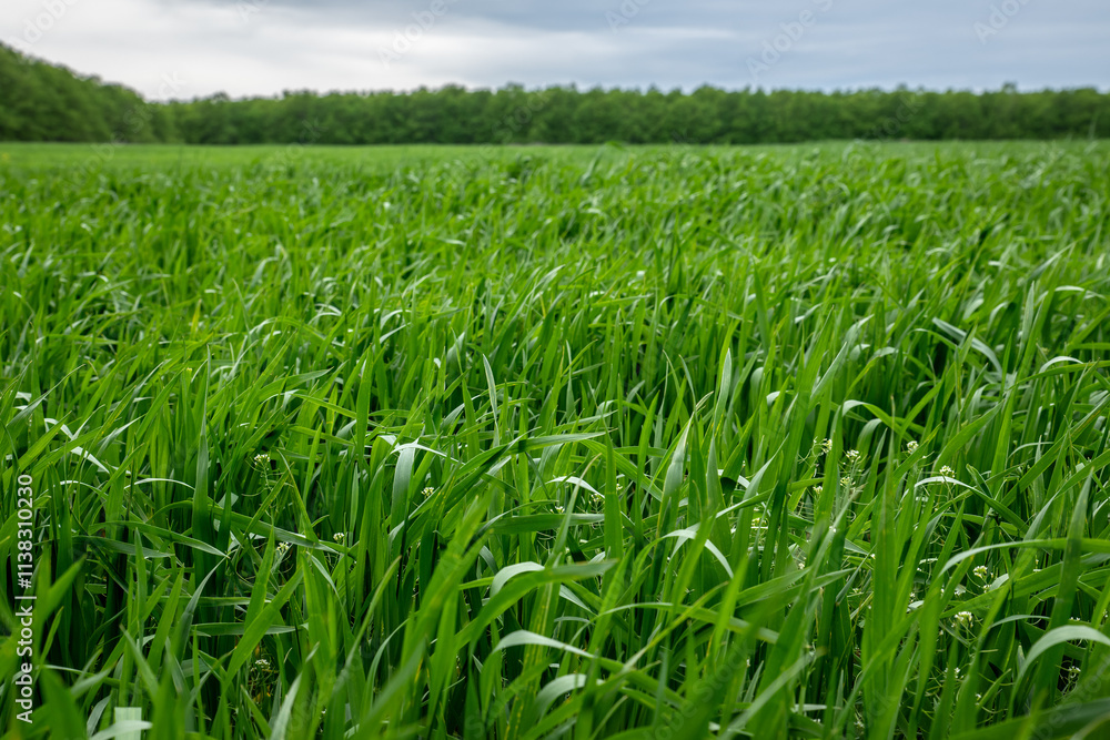 Field of green wheat in spring. Agriculture and farming. Field of green wheat in spring. Agriculture and farming.